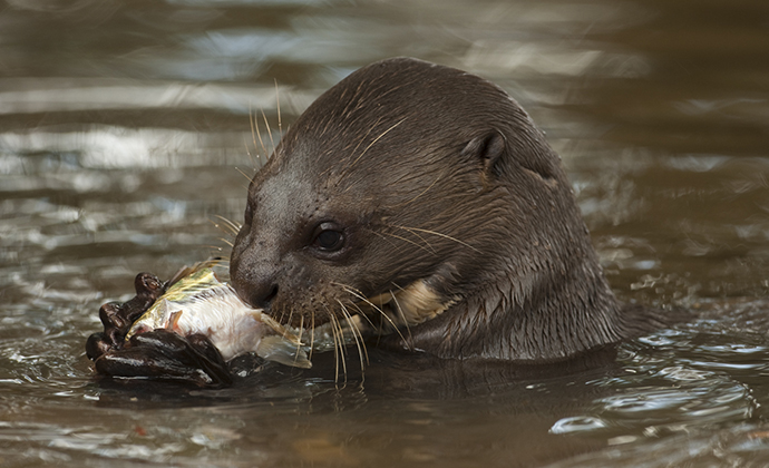 Giant otter eating fish Guyana by Guyana Tourism Authority