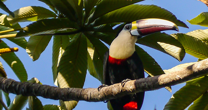 Red-billed toucan Guyana by M M, Wikimedia Commons