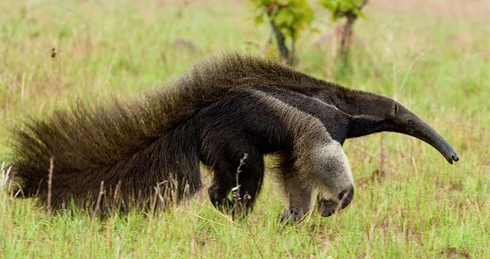 Giant anteater, Guyana © Mike Weedon
