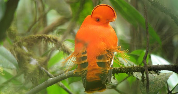Guianan cock of the rock Guyana by Wilderness Explorers