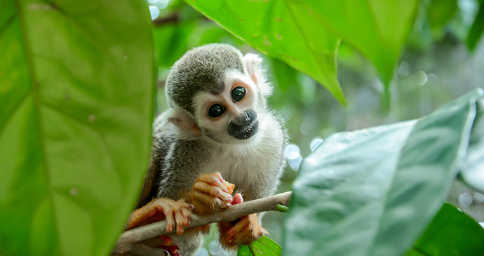 Squirrel monkey guyana by Hisham Abdullah, Shutterstock