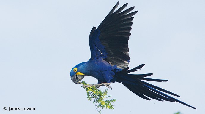 Hyacinth macaw Pantanal Brazil by James Lowen