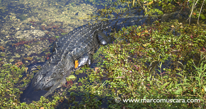 Caiman The Pantanal Brazil by Marco Muscarà 