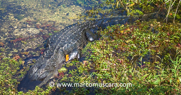 Caiman The Pantanal Paraguay South America by Marco Muscara