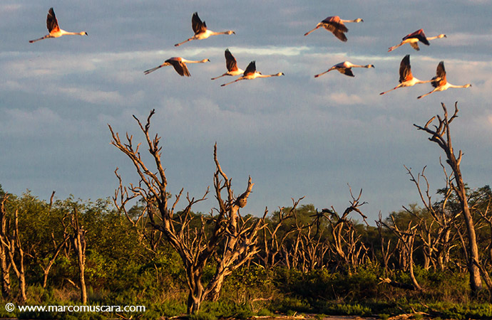 The Chaco wilderness Paraguay by Marco Muscarà 