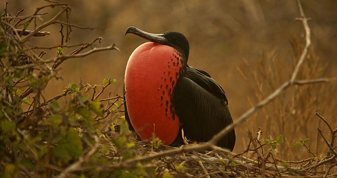 Magnificent frigatebird Galapagos by Andrew Turner Wikimedia Commons
