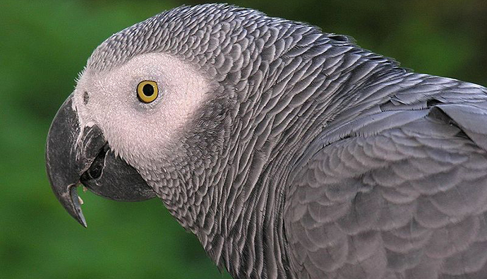 African grey parrot Gabon by © L.Miguel Bugallo Sanchez, Wikimedia Commons