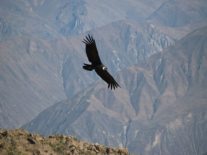 Andean condor Peru by Jarno Gonzalez Zarraonandia, Shutterstock