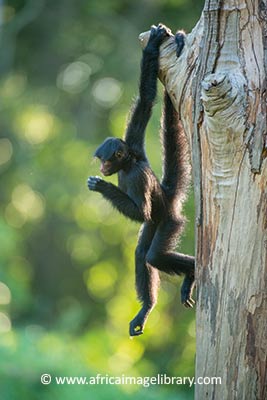 Central Suriname Nature Reserve by Ariadne Van Zandbergen