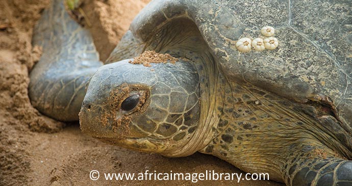 Turtle Matapica Beach Suriname byAriadne Van Zandbergen, Africa Image Library