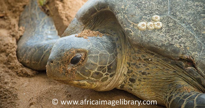 Matapica Beach Suriname by Ariadne Van Zandbergen, www.africaimagelibrary.com