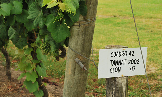 Wine, Uruguay  by Ana Raquel S. Hernandes