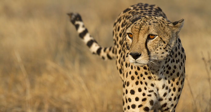 Cheetah, Kalahari Salt Pans, Botswana by Papa Bravo, Shuttershock