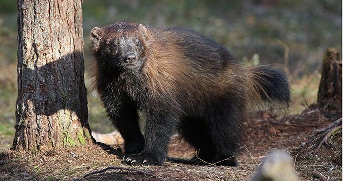 Wolverine, Kainuu, Finland, 52 European Wildlife Weekends by Chris Townend/Wise Birding Holidays