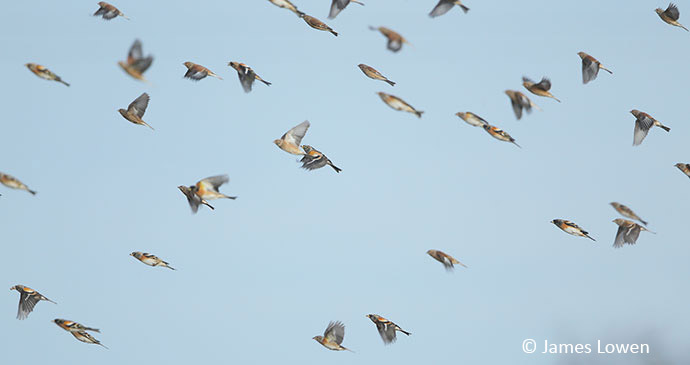 Bird migration, Falsterbro, Sweden, 52 European Wildlife Weekends by James Lowen