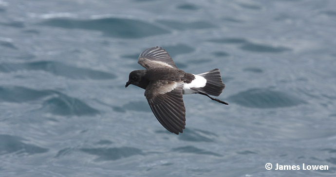 Wilson’s storm-petrels, Algarve, Portugal by James Lowen