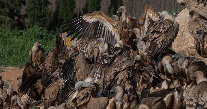 Griffon vultures, Spain by Rob Williams