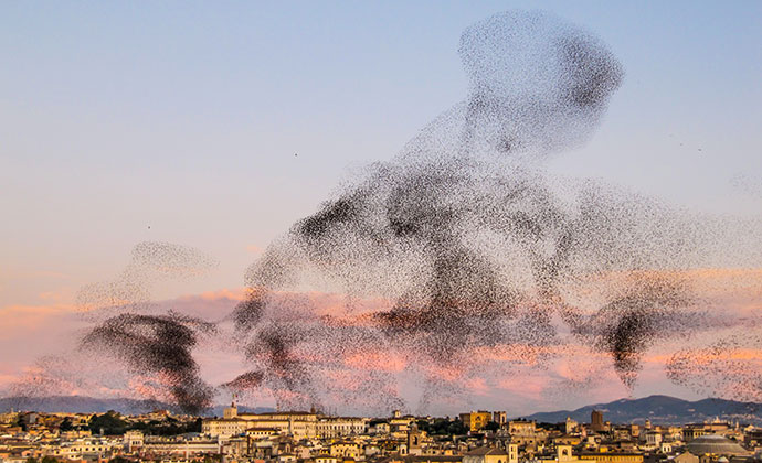 Starling murmuration, Rome, Italy by Paul Jover