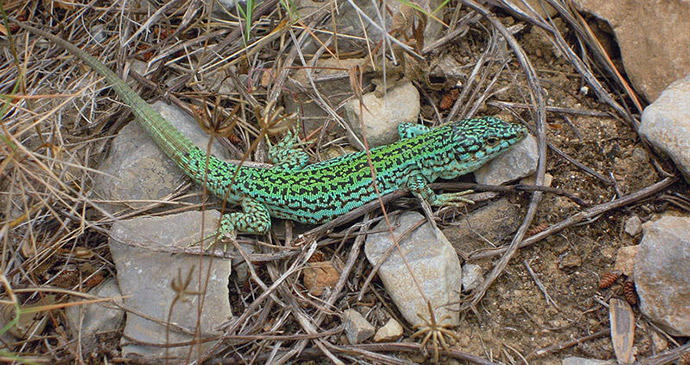 Ibiza wall lizard, Algarve, Portugal by Stavros1, Wikimedia Commons