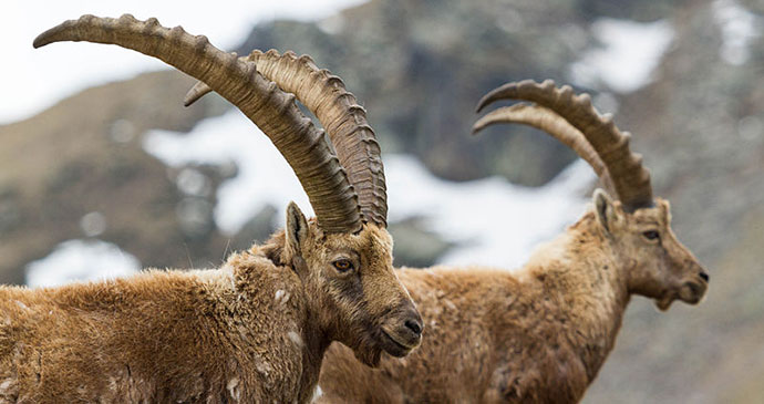 Alpine ibex, Gran Paradiso, Italy by Fulvio Spada, Wikimedia Commons