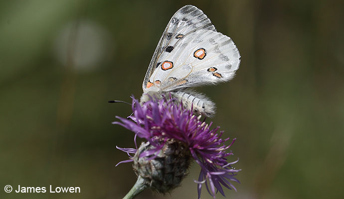 Apollo, Picos de Europa, Spain by James Lowen 