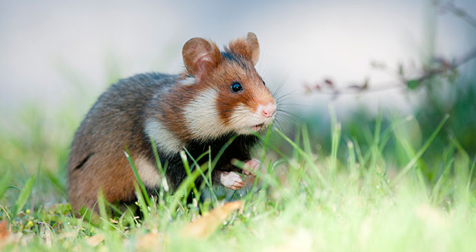 Black-bellied hamster, Vienna, Austria by Leander Khil, www.leanderkhil.com 