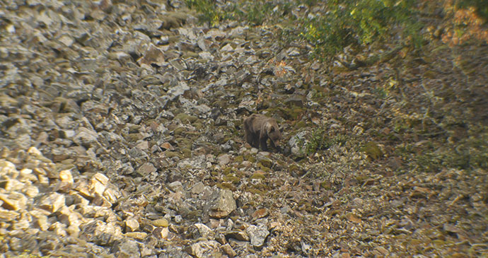 Cantabrian brown bear, Somiedo, Spain by David Fisher 