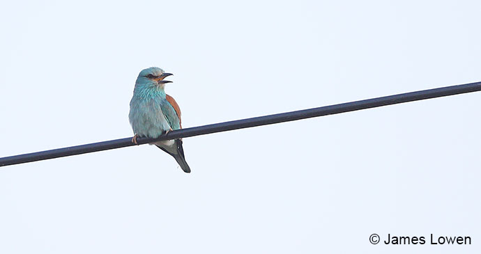 European roller, Extremadura, Spain by James Lowen 