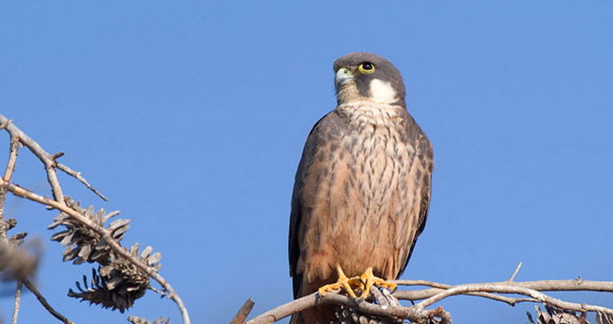 Eleonara's falcon, Algarve, Portugal by Conselleria de Medi Ambient i Mobilitat, Govern des Illes Balears, Wikimedia Commons