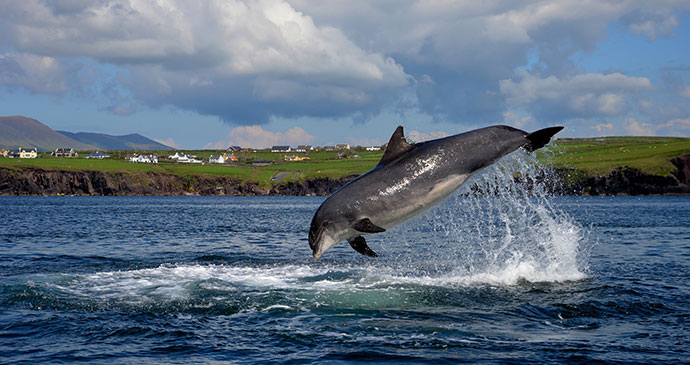 Fungie, common bottlenose dolphin, Dingle Harbour, County Kerry, Ireland by Cubanjunky, Dreamstime