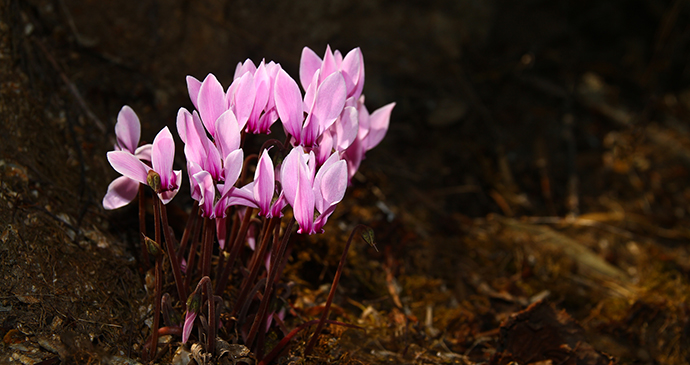 Greek cyclamen, 52EWW Geza Farkas, Dreamstime