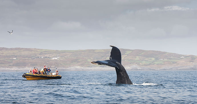 Humpback whale, Cork, Ireland by Baltimore Sea Safari 