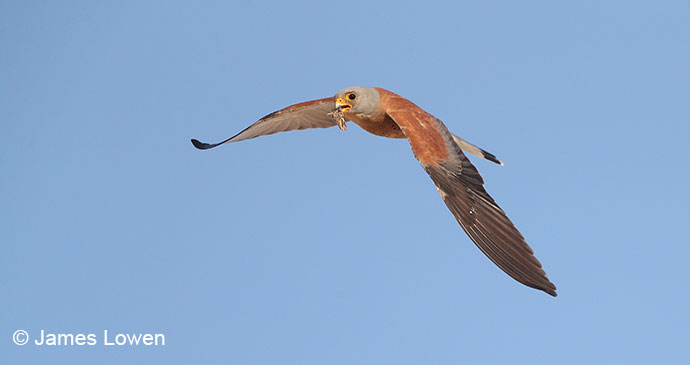 Lesser kestrel, Trujilo, Italy by James Lowen 