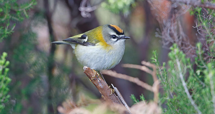 Madeiran firecrest, Madeira, Portugal by Jonathan Lethbridge 