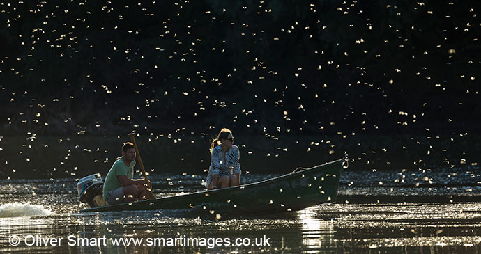Mayfly emergence, River Tisza, Hungary by Oliver Smart, www.smartimages.co.uk