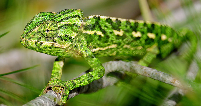 Mediterranean chameleon, Nerja, Spain by Stuart A. Reeves 