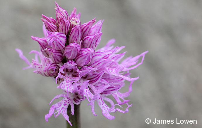 Naked man orchid, Spili Bumps, Crete, Greece by James Lowen 