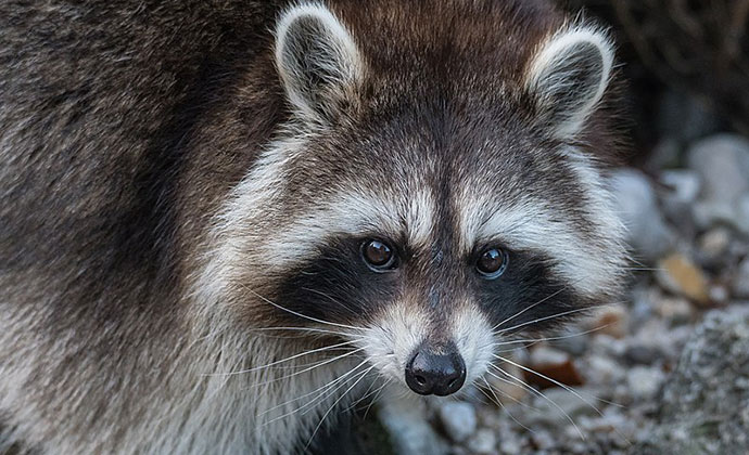 Northern raccoon, Austria by Isiwal, Wikimedia Commons