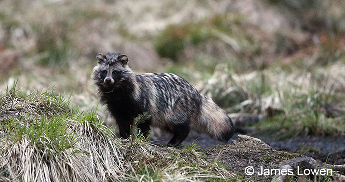 Raccoon dog, Estonia by James Lowen 