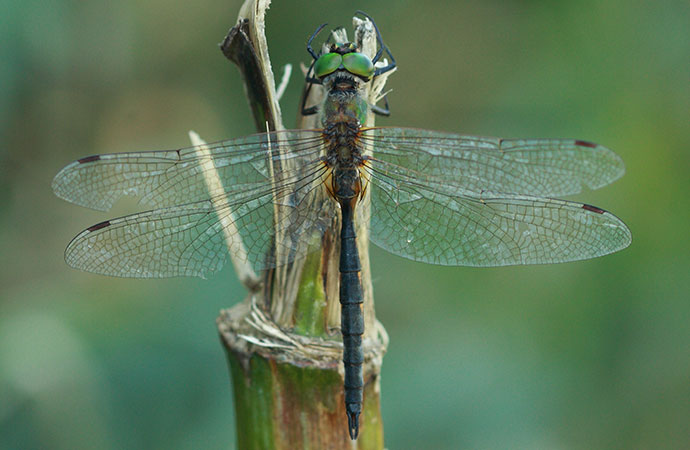 Yellow-spotted emerald, Hungary by Will Langdon