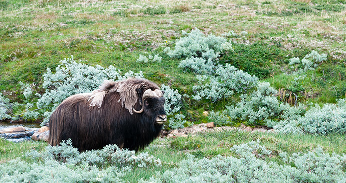 Musk ox, Dovrefjell, Norway, 52 European Wildlife Weekends by Kurkul, Shutterstock