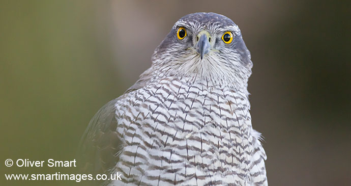 Northern goshawk, UK by Oliver Smart, www.smartimages.co.uk 