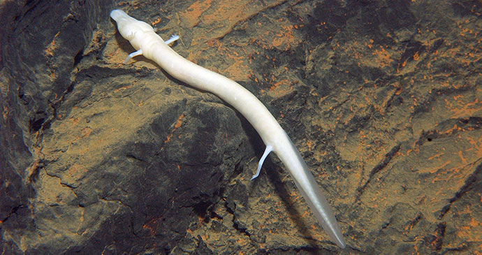 Olm, Slovenia by Nacionalni park Una, Wikimedia Commons