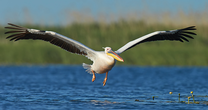 White pelican, Danube Delta, Romania by Richard Steel