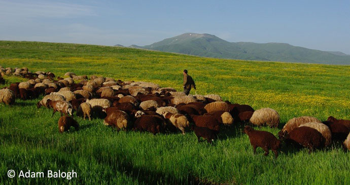 A local shepherd in the countryside surrounding Armenia's capital, Yerevan by Adam Balogh