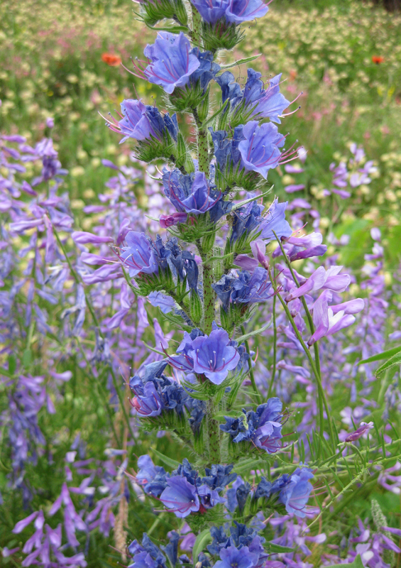 Wildflowers, Armenia by Deirdre Holding