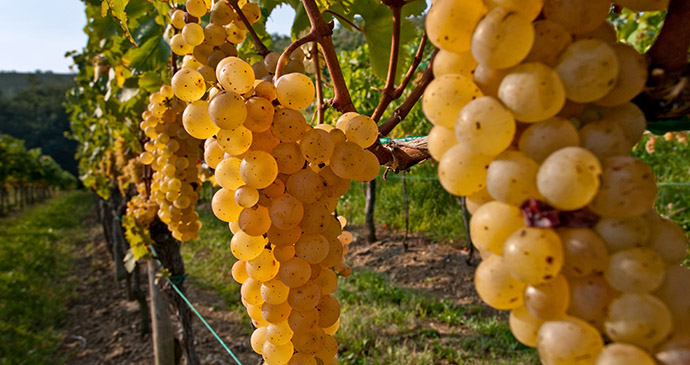 Vineyard, Friuli Venezia Giulia, Italy by Mario Verin Promo Turismo FVG