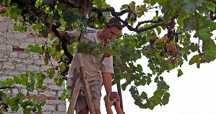 Wineries in Berati, Albania by Albinfo, Wikimedia Commons