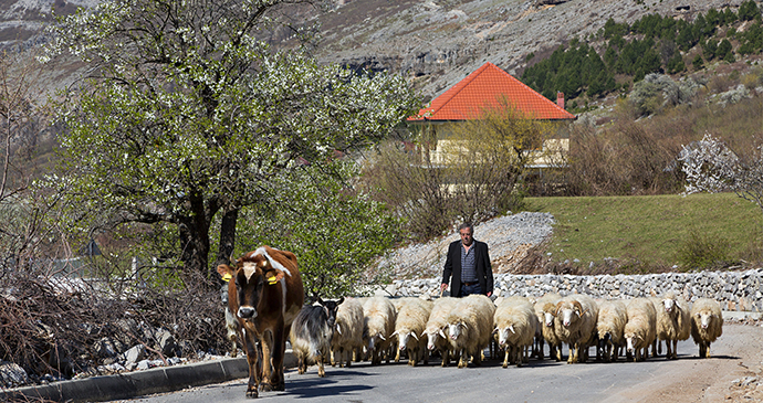 Herd of sheep in Boga near Thethi, Albania by Mehmet, Shutterstock