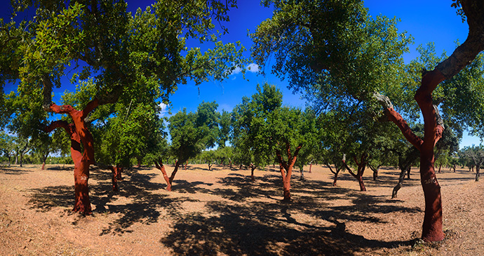 Cork trees Parque Natural da Serra de Sao Mamede Alentejo Portugal by alexilena Shutterstock 